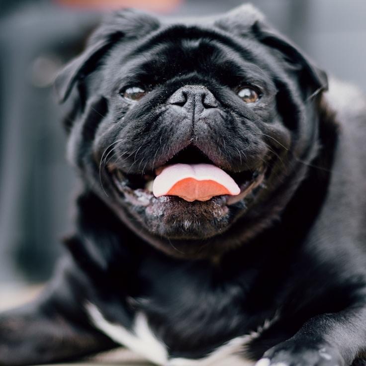 Portrait of Kai meditation instructor